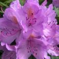 Rhododendron catawbiense Grandiflorum - Grand rhododendron