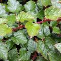 Ronce tricolor - Rubus tricolor