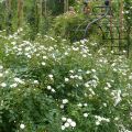 Rosier Guirlande d'Amour - Rosier grimpant remontant