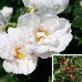 Rosier SAVORANOVA® White® - Rosa (x) rugosa