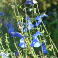 Salvia patens - Sauge gentiane