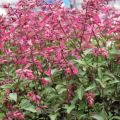 Sauge Wendy's Wish - Salvia hybride