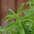 Stevia - Plante à sucre - Stevia rebaudiana