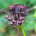 Tacca chantrieri - Fleur Chauve-souris