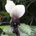 Tacca integrifolia Nivea - Bulbe - Fleur Chauve-souris blanche