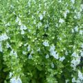 Teucrium chamaedrys Alba - Germandrée Petit-chêne