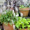 Tiarella Angel Wings - Tiarelle hybride