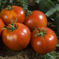 Tomate Fandango F1 en plants