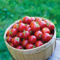 Tomate cerise Baby Boomer F1 