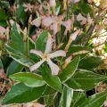 Trachelospermum Star of Toscane - Jasmin étoilé