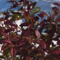 Trachelospermum jasminoides Winter Ruby - Jasmin étoilé