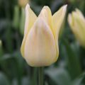 Tulipe Fleur De Lis Elegant Lady