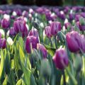 Tulipe Triomphe Holland Beauty