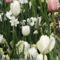Tulipe Triomphe Inzell