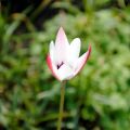 Tulipe Clusiana Peppermint Stick