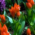 Tulipa botanique praestans Fusilier