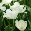 Tulipe triomphe White Proud