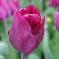 Tulipe Triomphe Purple Lady