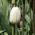 Tulipe Triomphe White Marvel