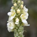 Verbascum phlomoides Spica - Molène blanche