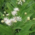 Vernonia crinita Alba - Vernone blanche