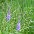 Veronica longifolia Marietta - Véronique à longues feuilles bleu outremer clair