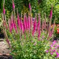 Véronique en épis - Veronica spicata Rotfuchs