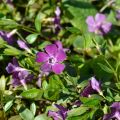 Vinca minor Atropurpurea - Pervenche à petite fleurs  