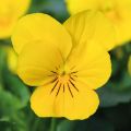 Viola cornuta Xp Sorbet  F1 Yellow - Violette cornue