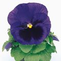 Pensée à Fleurs Moyennes Alpha bleu à macule - Viola hybrida Alpha F1 Blue/Blotch