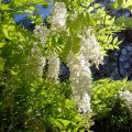 Glycine de Chine - Wisteria sinensis alba