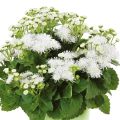 Ageratum Cushion White - Agérate du Mexique