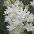 Camassia Leichtlinii Semiplena