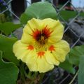 Capucine Banana SPlit - Tropaeolum majus