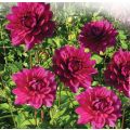 Dahlia Berner Oberland