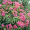 Filipendula purpurea - Reine des Près