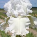Iris germanica Laced Cotton