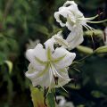 Lis hybride speciosum Album