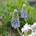 Muscari Aucherii Ocean Magic 7+