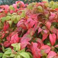 Nandina Fire Power