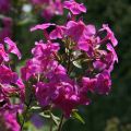 Phlox paniculata Eden s Glow