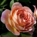 Rosier Anglais Lady Of Shalott0