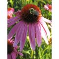 Echinacea purpurea Magnus - Rudbeckia pourpre