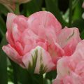 Tulipe Double Finola