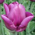 Tulipe Triomphe Passionale