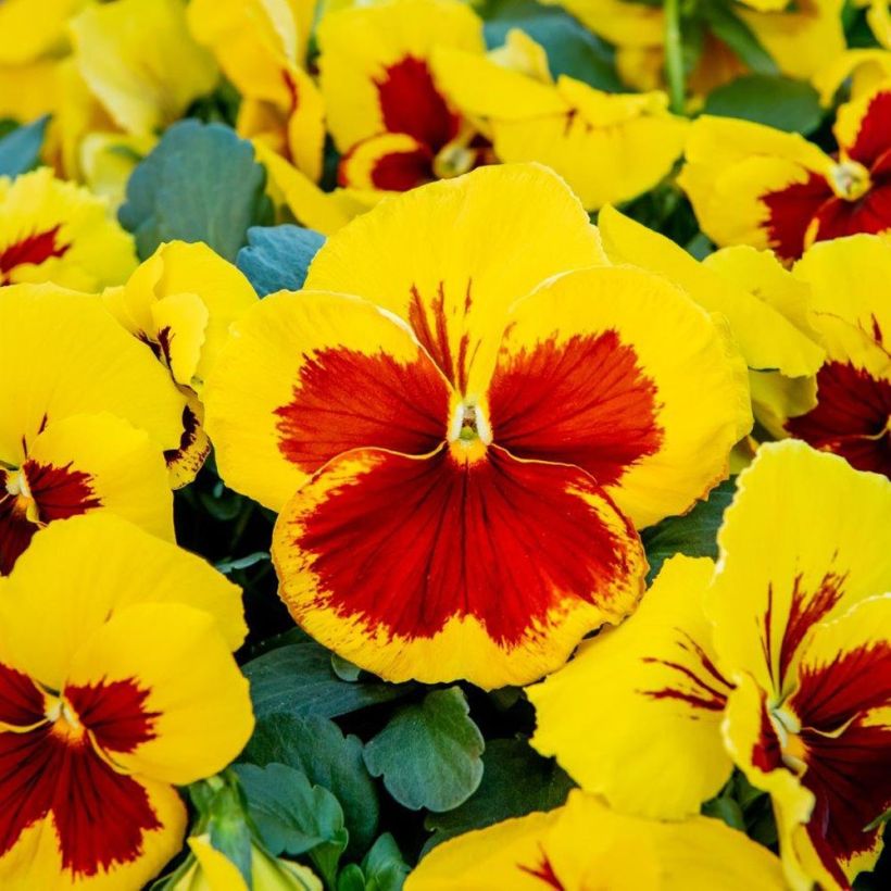 Pensée à Grandes Fleurs Prim Up Yellow Red Blotch Mini-motte - Mottes de 3,8 x 3,2 cm en plaque de culture par 16 (Floraison)