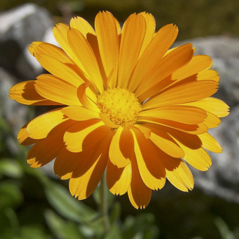 Graines de Calendula officinalis - Souci des Jardins (Floraison)