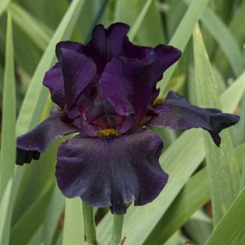Iris germanica Old Black Magic (Floraison)