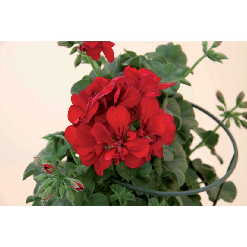 Géranium-lierre double Royal Brillant Red (Floraison)
