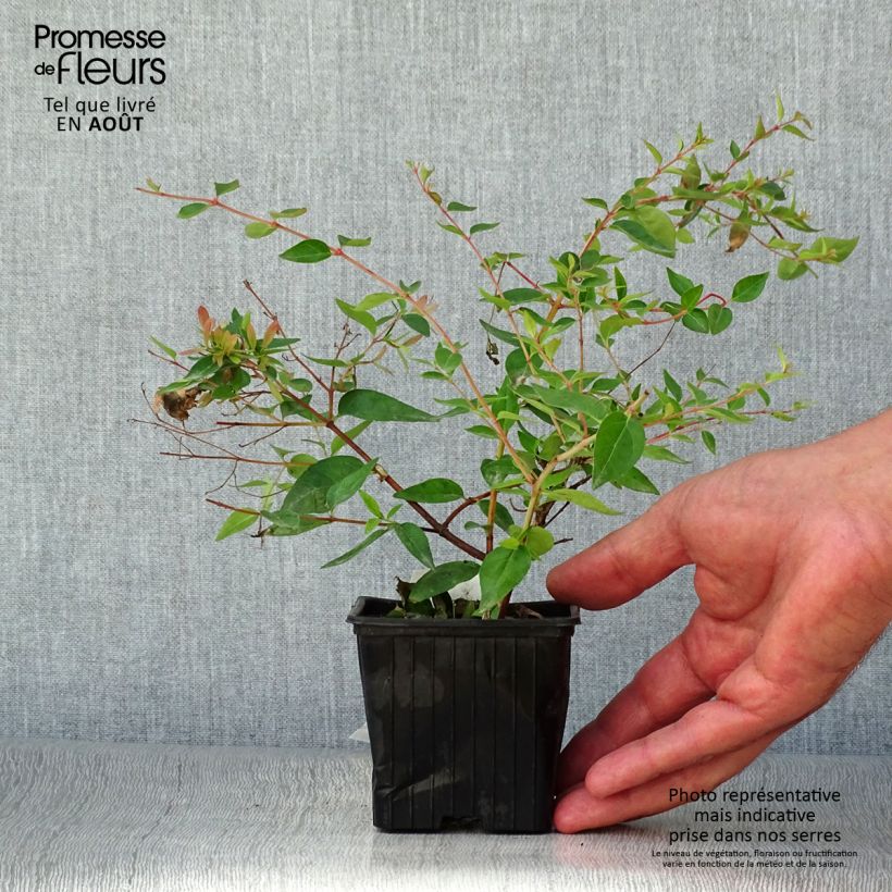 Spécimen de Abelia Edward Goucher Godet de 8/9 cm tel que livré en été